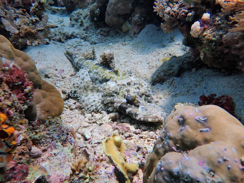 Scuba Junkie – Snorkling/Diving
