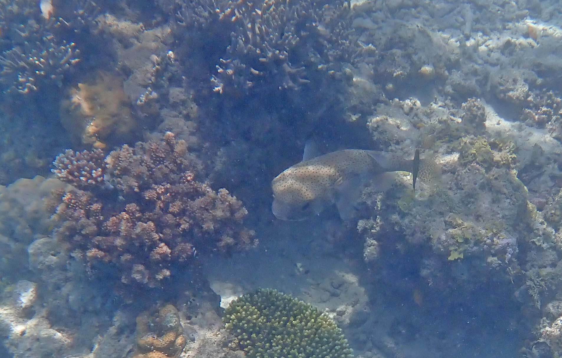Puffer fish