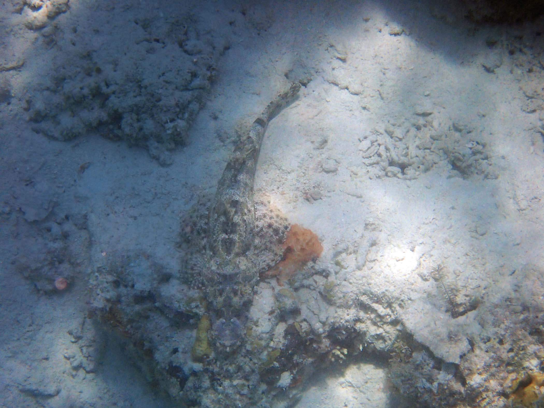 This is called a "Crocodile Fish", of course