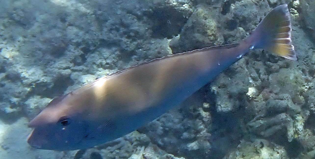 Called a "Unicorn Fish"