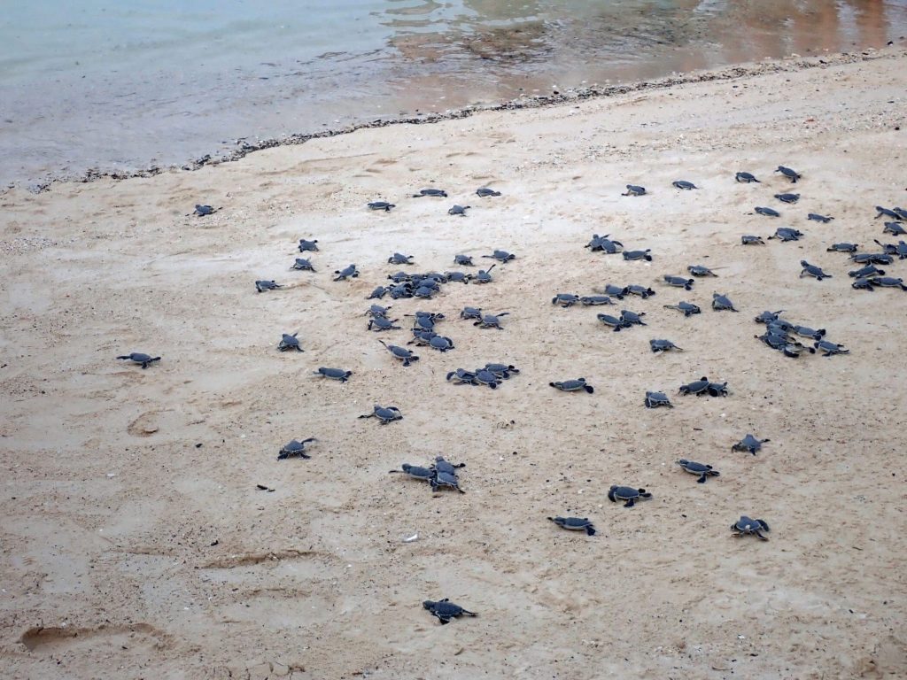Baby turtles race for the sea
