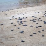 Baby turtles race for the sea