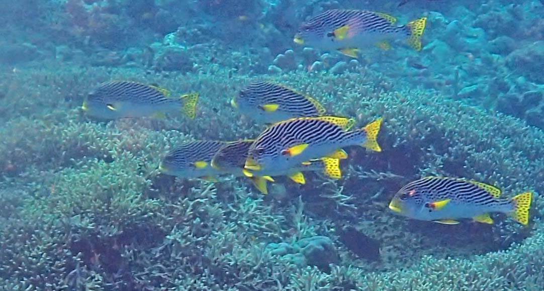Sweetlips