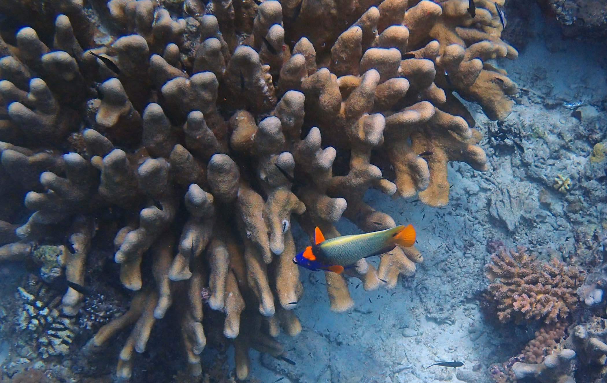 All the guides called these "Nemos"