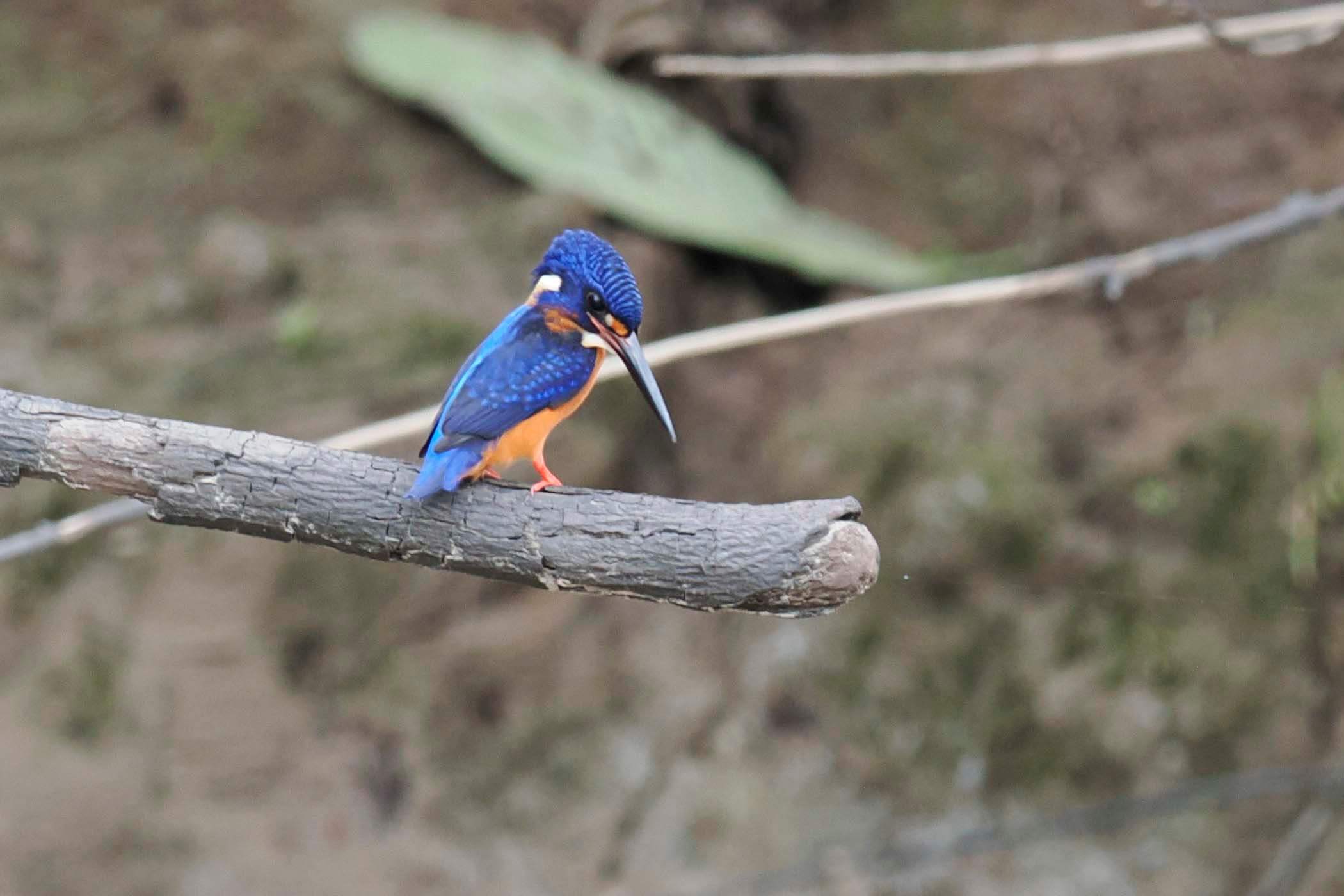 Blue-eared Kingfishers were very common, and beautiful