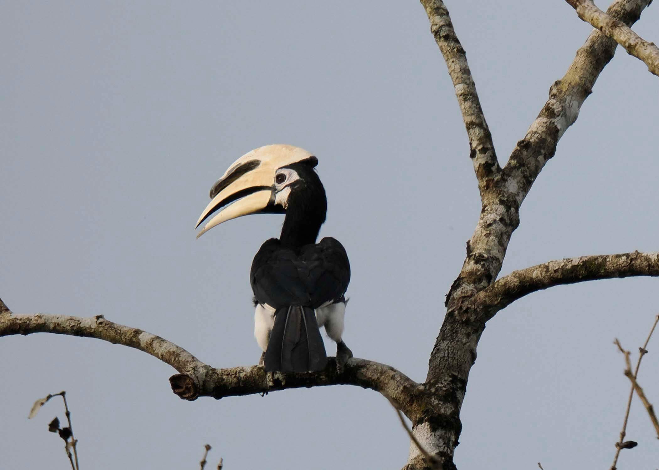 Oriental Pied Hornbill