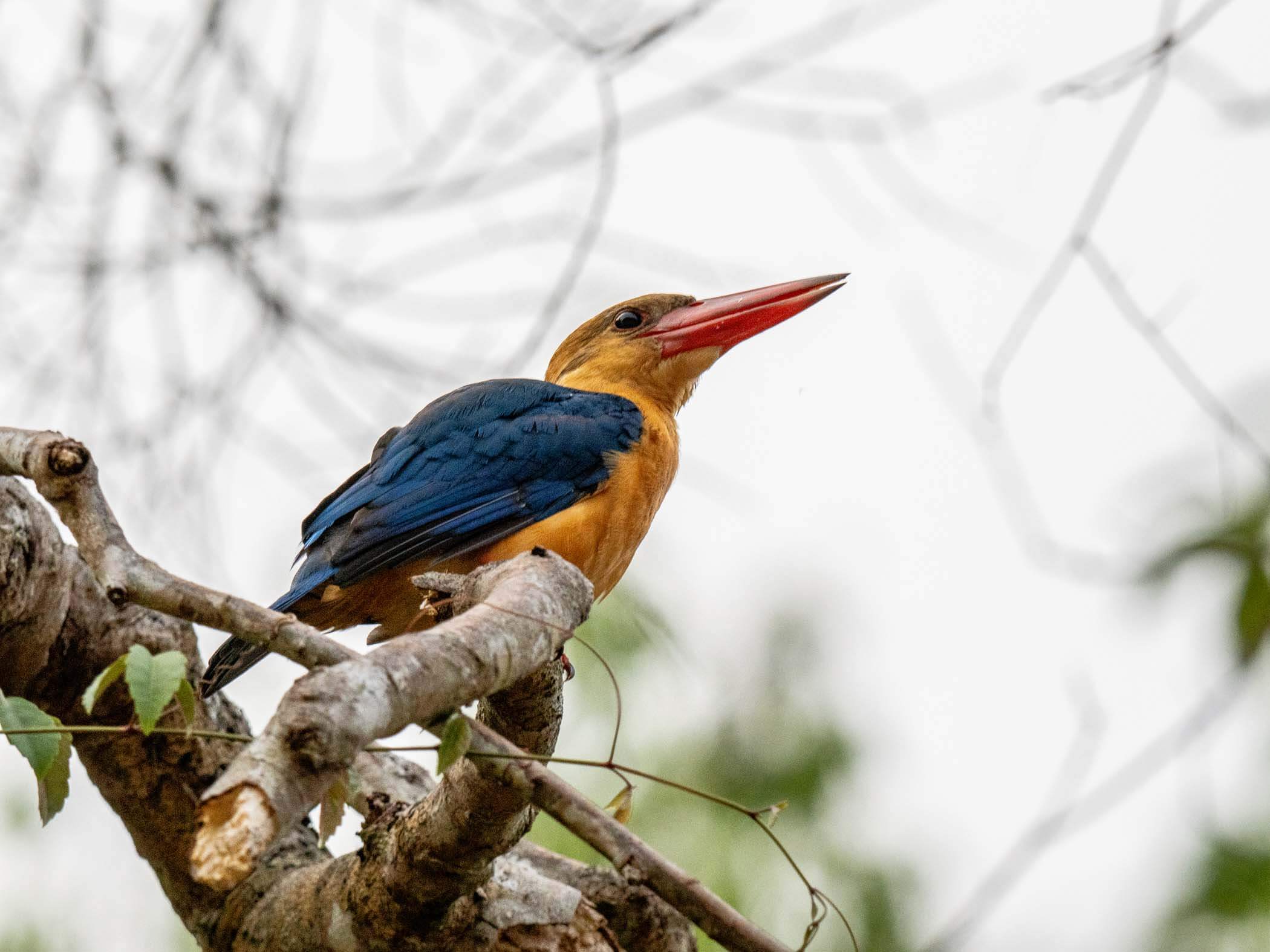 Stork-billed Kingfisher