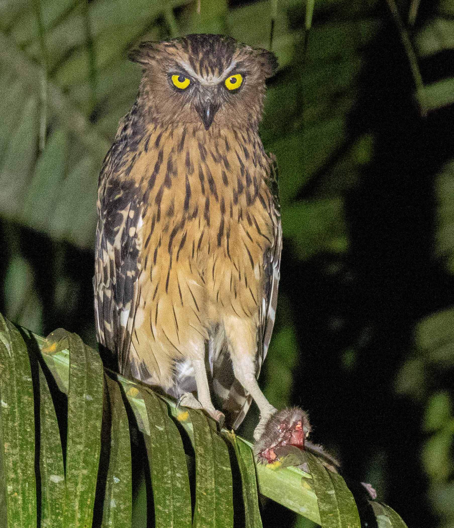 Buffy Fish Owl